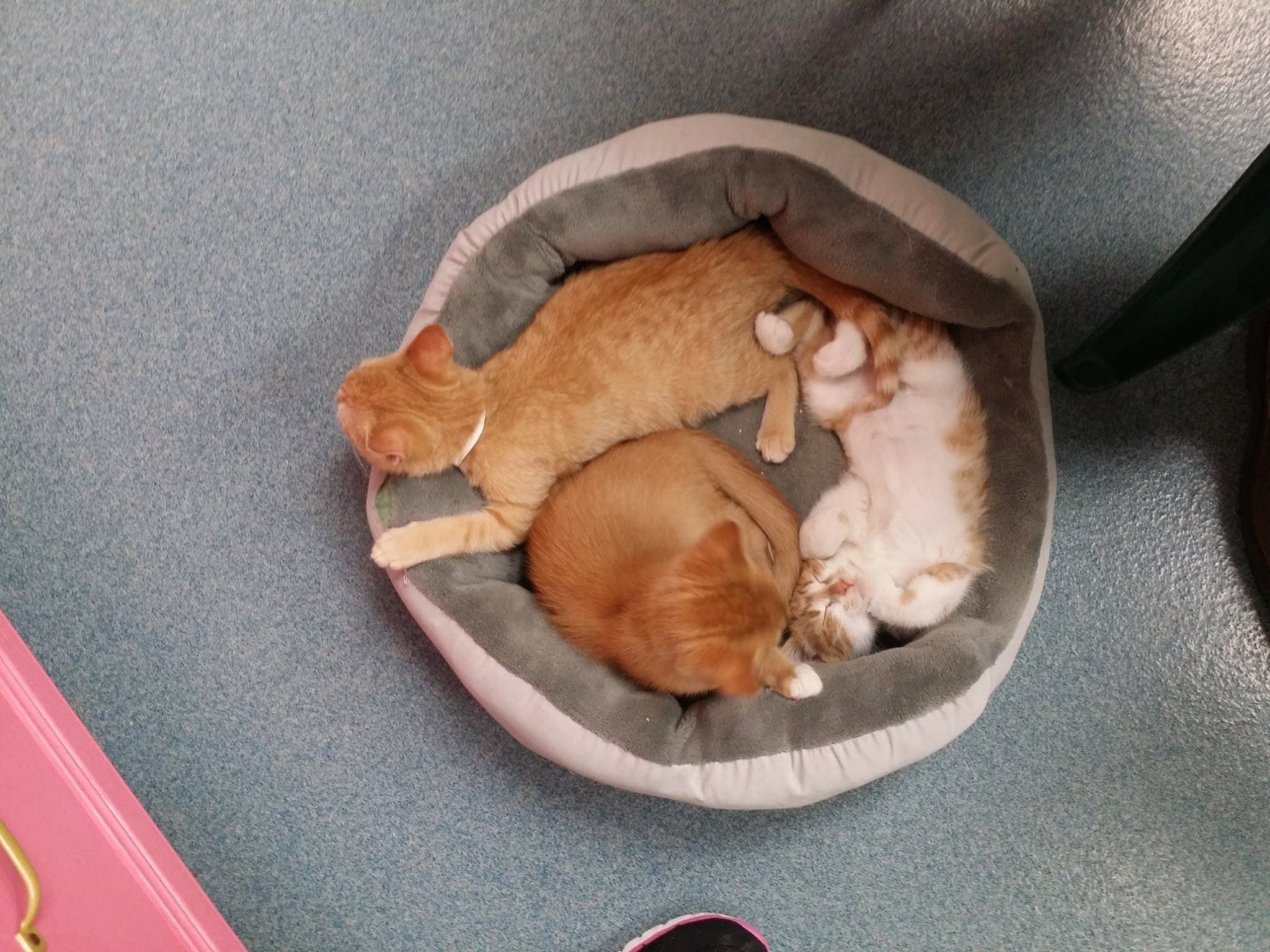 Animal Shelter Kittens, Fan Club Page